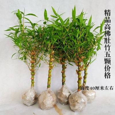 고급 대나무 5그루