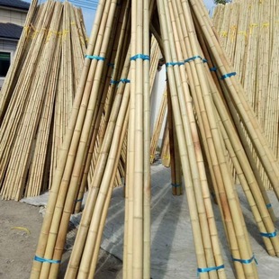 Wholesale Anti-Corrosion Bamboo Poles for Decoration, White and Yellow Thick and Thin Bamboo Poles for Bean Gardens, Cucumber Trellises, Vegetable Racks, Bamboo Flagpoles, Nan Bamboo