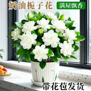 �d�ӻ����Ԏ����������҃ȿ͏d�̨�B�༾�_��ֲ����㻨�ܾGֲ