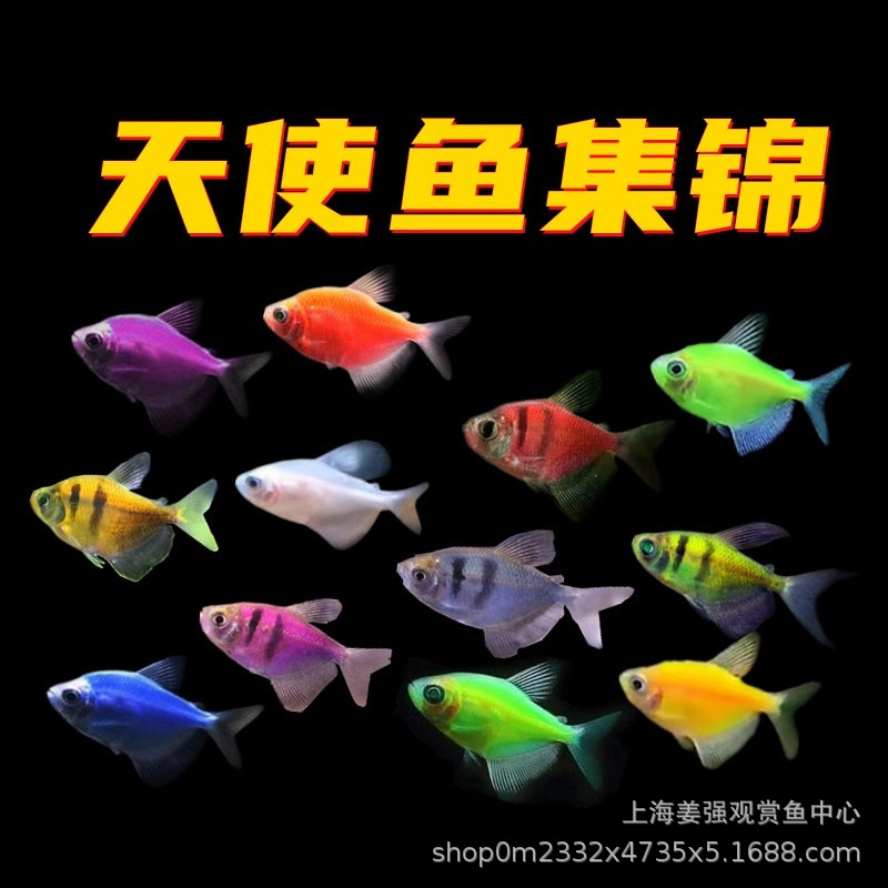 七彩天使鱼柠檬黄紫衣小型热带鱼观赏好养耐活淡水草缸小型群游鱼