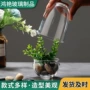 蛋形生态景观手工多肉植物