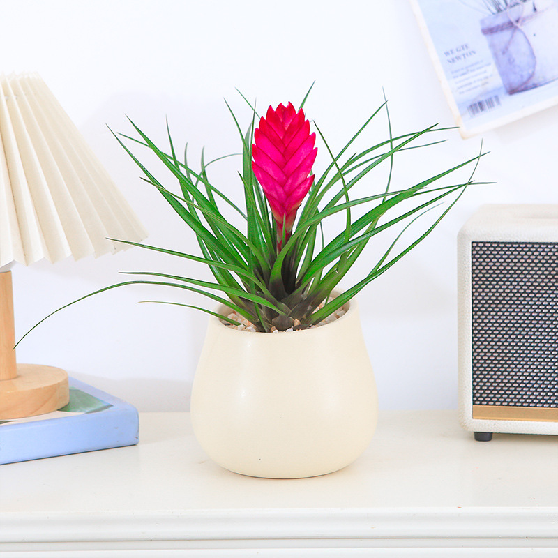 Tillandsia InterestingとChameleonのセット コレクターズスペシャル