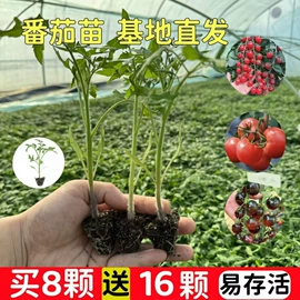 盆栽;种子;园林果树