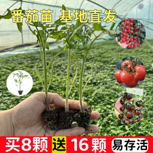 ������N�Ӵ����t���N�Ѳ��������߲���С��������ǧ���}Ů������