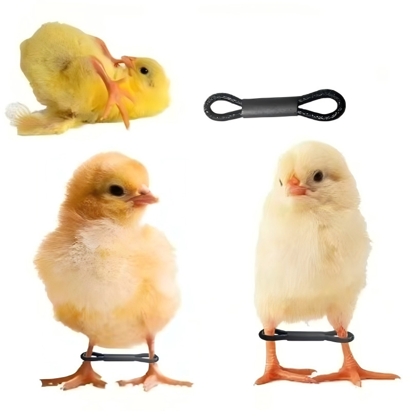 Universal Chick Foot Binding Set, Elastic Band Chicken Foot Buckle, Small Yellow Chicken Foot Set