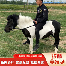 骑乘宠物矮马 宠物驴活体批发 国产矮马 迷你毛驴养殖 景区租赁