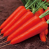Factory wholesale Xiaoding carrot seed red skin red heart autumn sweet crispy fruit carrot seed carrot species