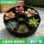 种植多格圆形七格育苗箱