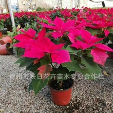 һƷ�t���Ի������l�F؛ɽ�|���ݻ��ܻ��ؾG��ɫ��һƷ�t��