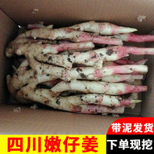 嫩姜嫩子姜四川现挖新鲜嫩姜仔姜生姜芽红芽姜五指姜醋泡姜嫩生姜