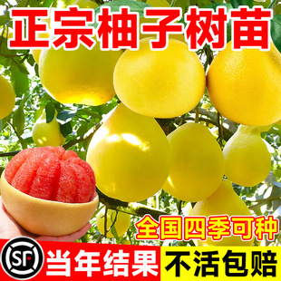 ���Ә���������t�����֏V����ɳ����ͥԺ�޽��Ϸ��Nֲˮ������