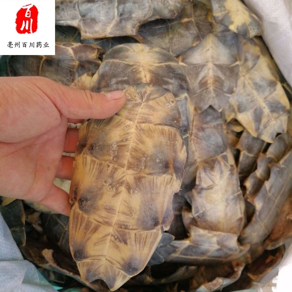 中药材龟板 醋制龟板鳖甲 一斤 实物图片 15天无条件退货