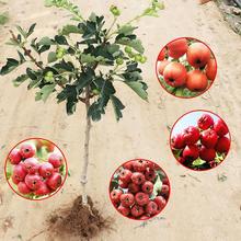 山楂树苗果树苗盆栽地栽苗无籽黄山楂树苗庭院南方北方四季种植