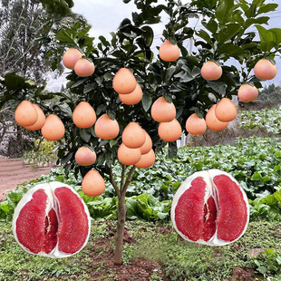 Pomelo Saplings, Red Heart, Red Flesh, Honey Pomelo Grafted Fruit Trees, Fruit Seedlings Planted in the South and North, Three Red Honey Pomelo Fruit in the Same Year