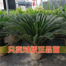 新手推荐精选铁树苗客厅公母绿植室外室内大铁树盆栽耐寒耐热