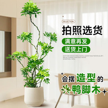 �������_ľ���Ϳ͏d����������ľ�Z�Ʋ��҃����ʽ�ļ�����Gֲ��