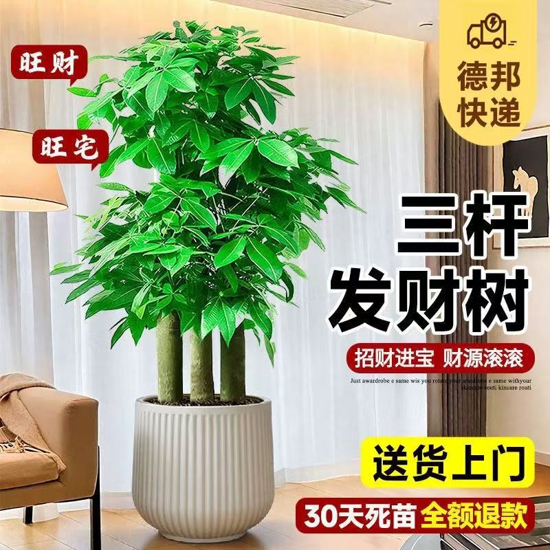 Delivery to Your Door: Three-Stem Fortune Tree Large Potted Plant, Large Green Plant for Housewarming, Indoor Opening Ceremony Gift Delivery to Your Door: Three-Stem Fortune Tree Large Potted Plant, Large Green Plant for Housewarming, Indoor Opening Ceremony Gift