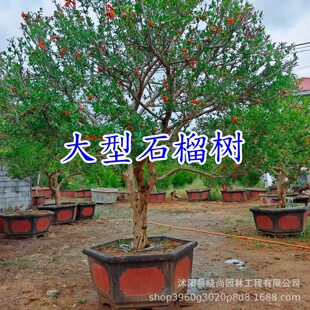 ʯ���辰�tʯ���辰������ʯ����t��ʯ��仨ʯ���ʯ�����