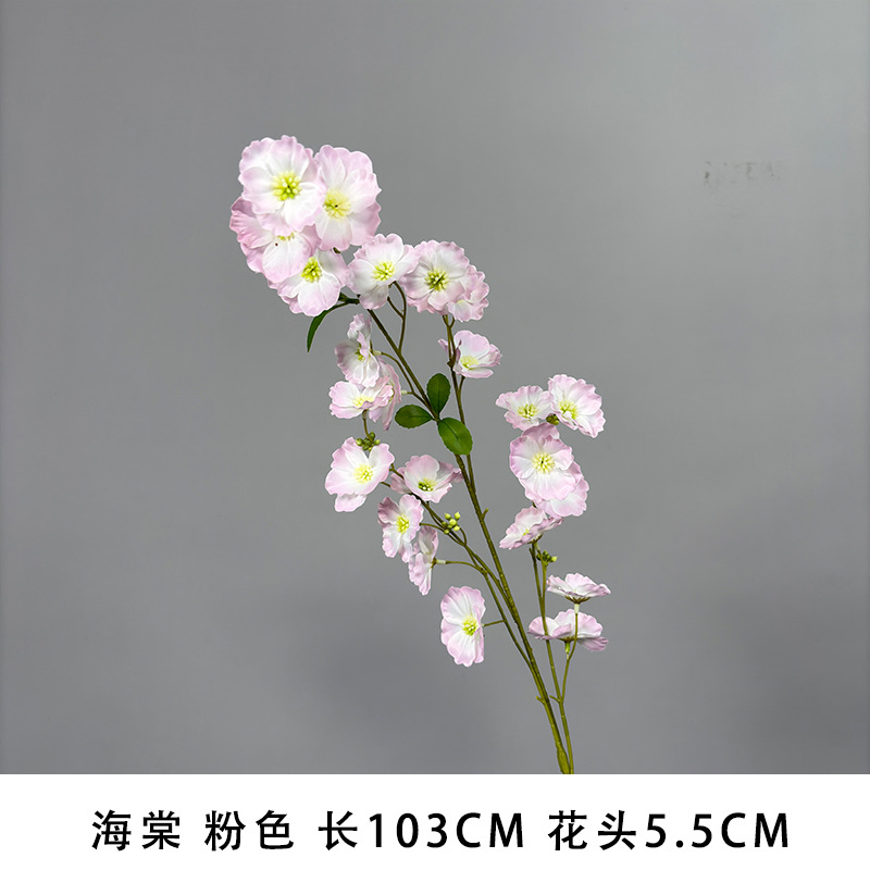 Begonia "new arrival recommendation"