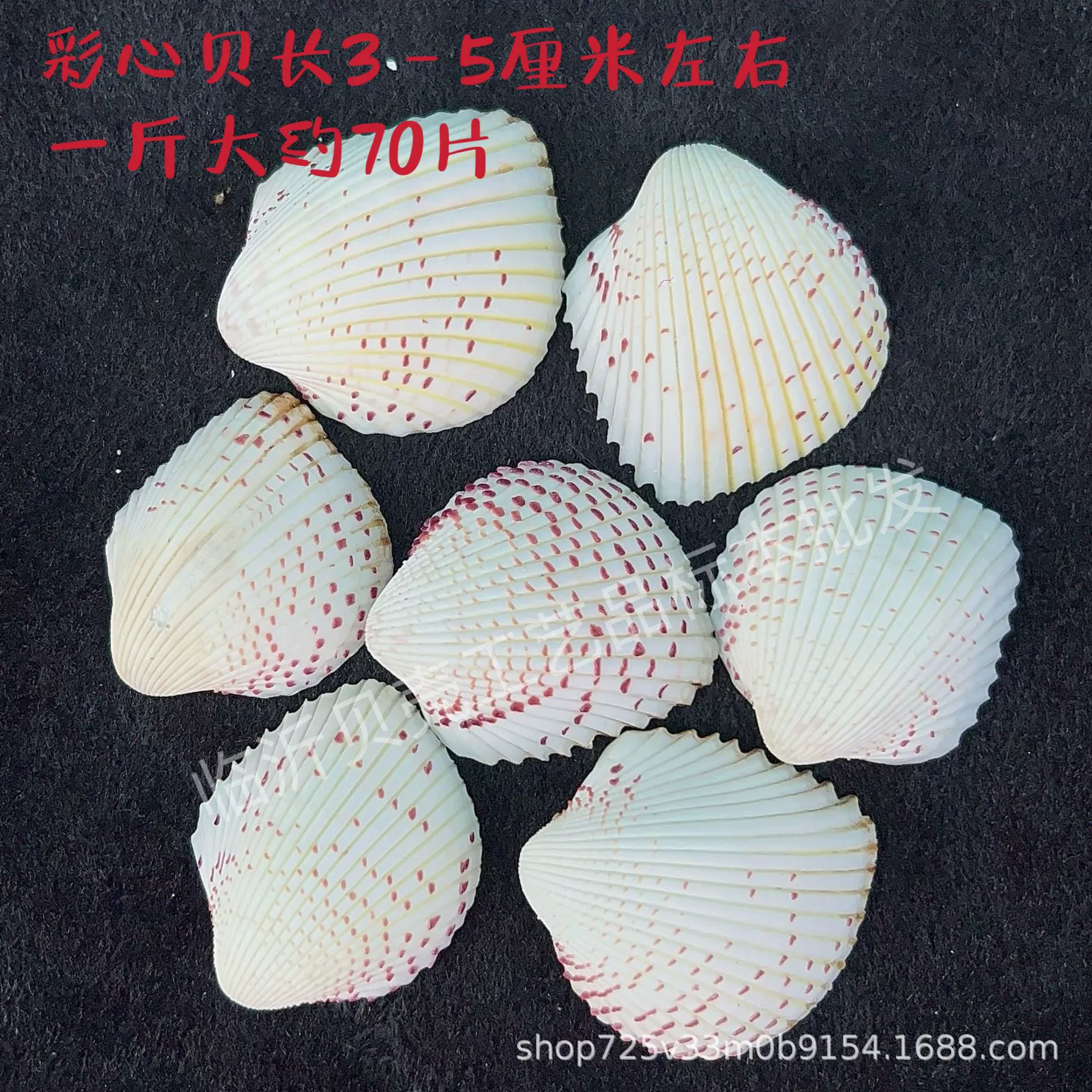 Shell Natural Shell Conch Stars Drifting Bottle Shell Crafts Wholesale Diy Handmade Shell Materials