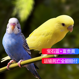 6BVQ��Ƥ�W�^���B��С�͕��fԒ�Č����B�������B���P���BС�B���w