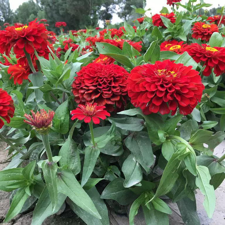 Четыре сезона легко сажать Цинния цветочные семена персидская Хризантема дорога дикий цветок сочетание двор цветение открытый балкон цветочные семена