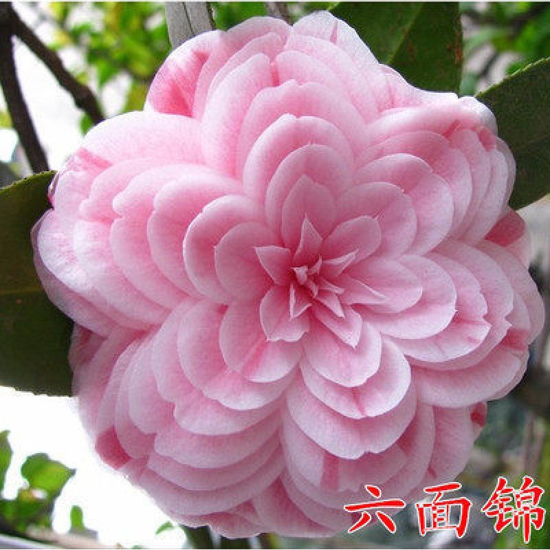 香妃山茶花盆栽带花苞五色赤丹花卉植物室内好养茶花树苗四季开花