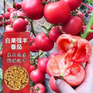 �׹����S���t���N�ѷۼt���ѷN����Ʒ�N��t����ɳȿ�߲˷N��