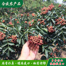 贴牌定制不同克重包装莱芜花椒粒红花椒麻椒商用卤料火锅调料出口