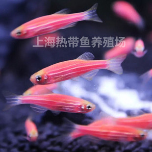 �t���R�~���w�Ꭷ�~�͵͜�С�͟����~Ⱥ�βݸ׻��Bƿ�b�^�p�~���w