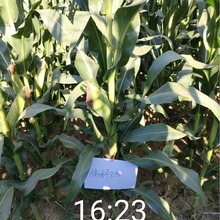 玉米种子伟科818粮食作物玉米种子批发 量大优惠