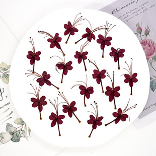 ������ Ѻ���ɻ�diyֲ��˱�����С�������ֲ��������ϰ�