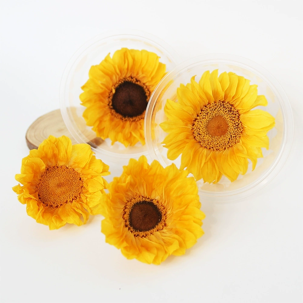 Sunflower eternal flower sun flower eternal rose gift box glass cover ornament flower material preserved flower immortal flower material