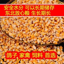 玉米大粒玉米鸡饲料猪饲料鸽子饲料喂鸡玉米干玉米粒苞米厂家直销