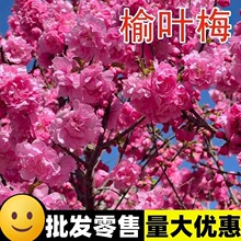 �²����~÷�N�� �ذ����~�[֦  �G����ľ��ľ��  С�Ҽt�N��