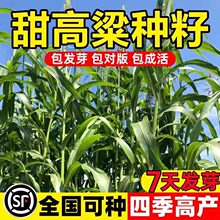 牧草种子南北方型大力士甜高粱饲用甜高粱牛羊鱼草籽进口种子