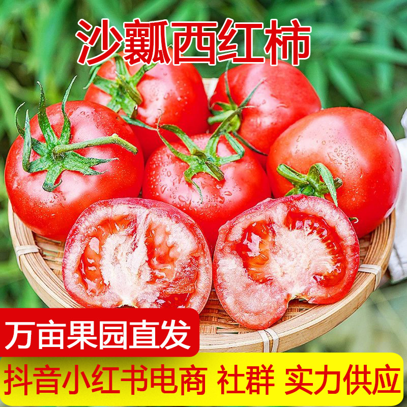 Panzhihua, Mi Yi: Fresh, juicy tomatoes, perfect for eating raw as a fruit, not the typical Provençal variety, fresh vegetables, available for drop shipping Panzhihua, Mi Yi: Fresh, juicy tomatoes, perfect for eating raw as a fruit, not the typical Provençal variety, fresh vegetables, available for drop shipping