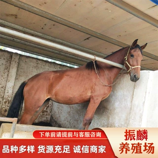 江苏马匹养殖场批发伊犁马 骑乘马 拉车马匹 纯血马 价格低