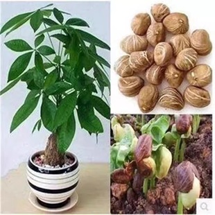 �lؔ��N���ļ��҃Ȼ��ܾGֲ���ԷN�ӹ�����ؔ���׷Nֲ�lѿ�ʸ�