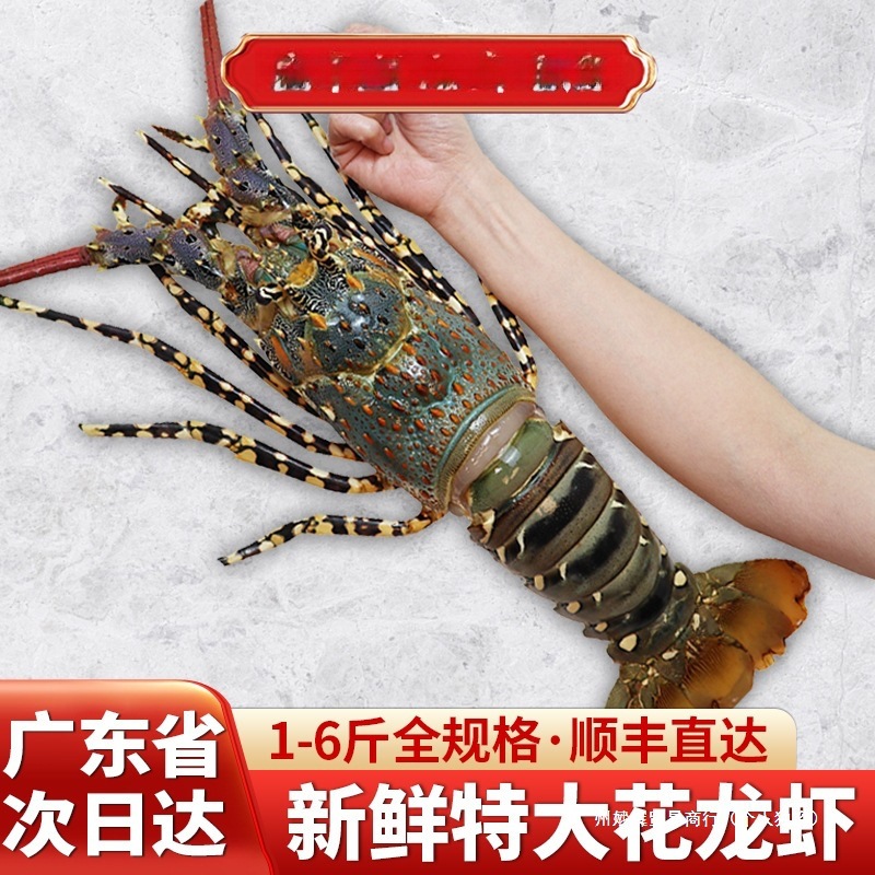 澳龙鲜活大龙虾速冻特大龙虾冷冻澳洲青龙花龙虾虾类海鲜水产鳌虾
