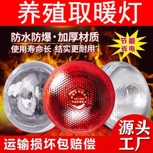 猪用保温灯养殖场专用小鸡取暖灯兽用烤灯仔猪育雏加热保暖灯泡