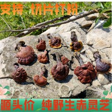 Ұ С`֥ ֦`֥Ұ`֥ `֥7؛1]500g