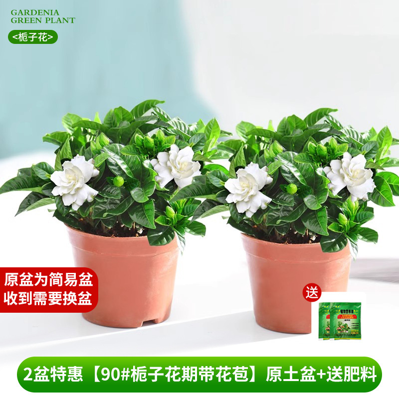 Oferta especial de 2 potes [90 # Gardênia com botões em flor】Vaso de solo original + fertilizante grátis