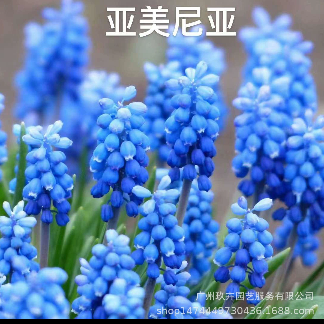 Виноградный гиацинт для выращивания в воде почвенная культура зимние простые в жизни цветы Настольные горшечные растения комнатные и уличные свежесрезанные цветы