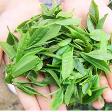 崂山绿茶2025年新茶春茶雨前手工炒制崂茶农崂山茶一斤青岛