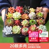 Succulent plant wholesale multi -meat combination potted large meat plants group group with potted potted base straight hair