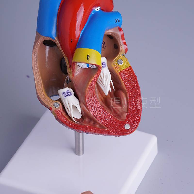 physiological removable medicine heart