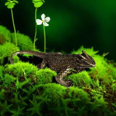 Solid antique-style patinated lizard tea pet accent, handheld plaything, creative retro small animal desk tea tray decoration