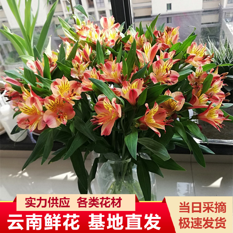 云南昆明直发水仙百合鲜花批发家庭生活用花新鲜花束六出花直批