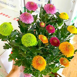 �ļ��_���߲�ɫƹ�Ҿ�����r�����Ԏ������̨�͏d���ܺ��B�׻�